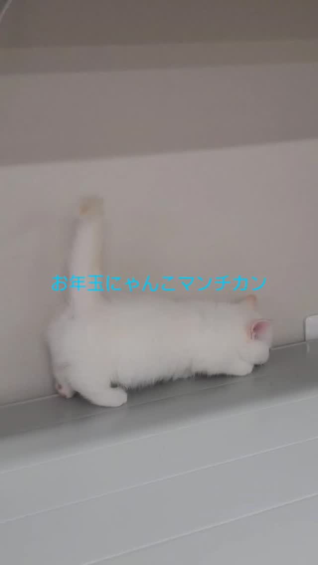 🎍お年玉にゃんこのご紹介🐾