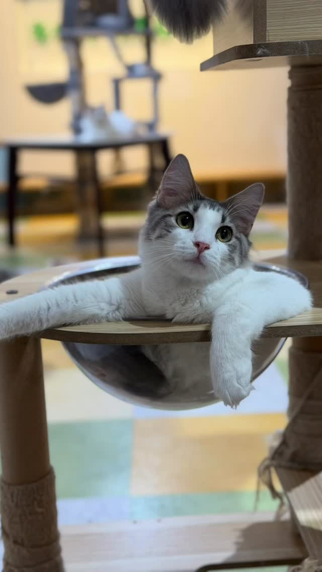 今日のベストポジションはこちら🐱💭