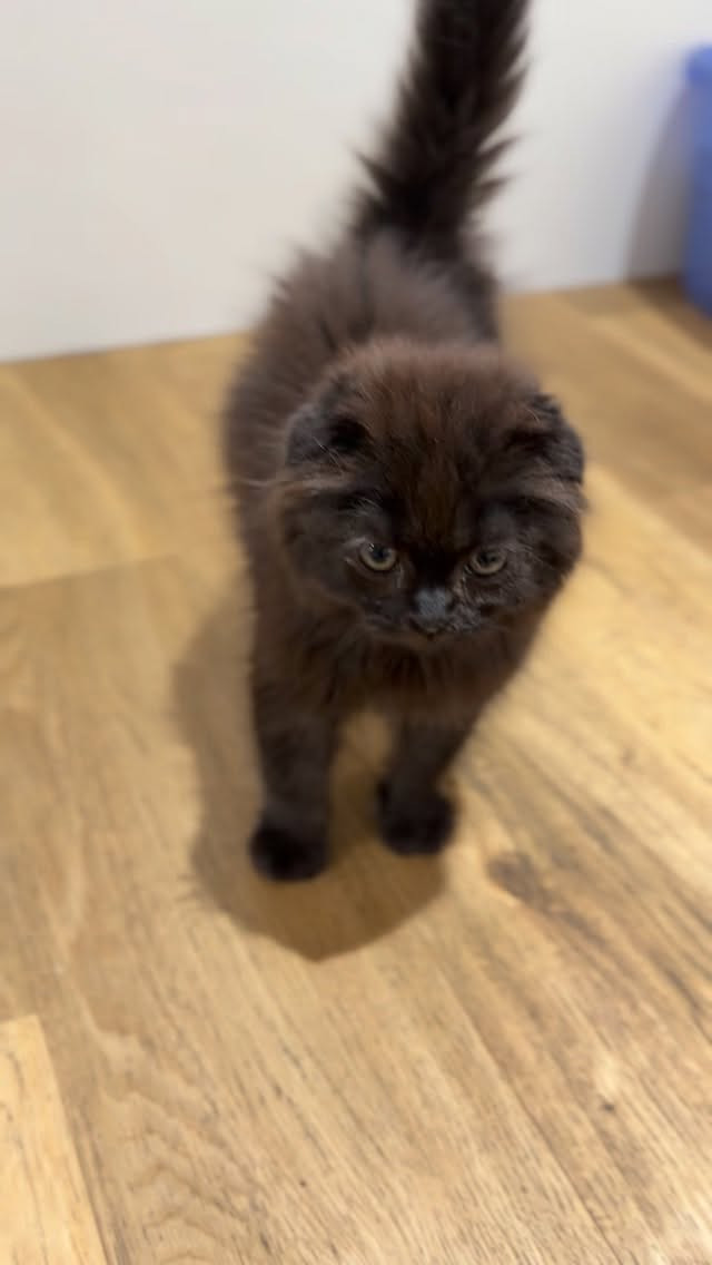 猫カフェに、新しい子猫ちゃんが仲間入りしました🐾