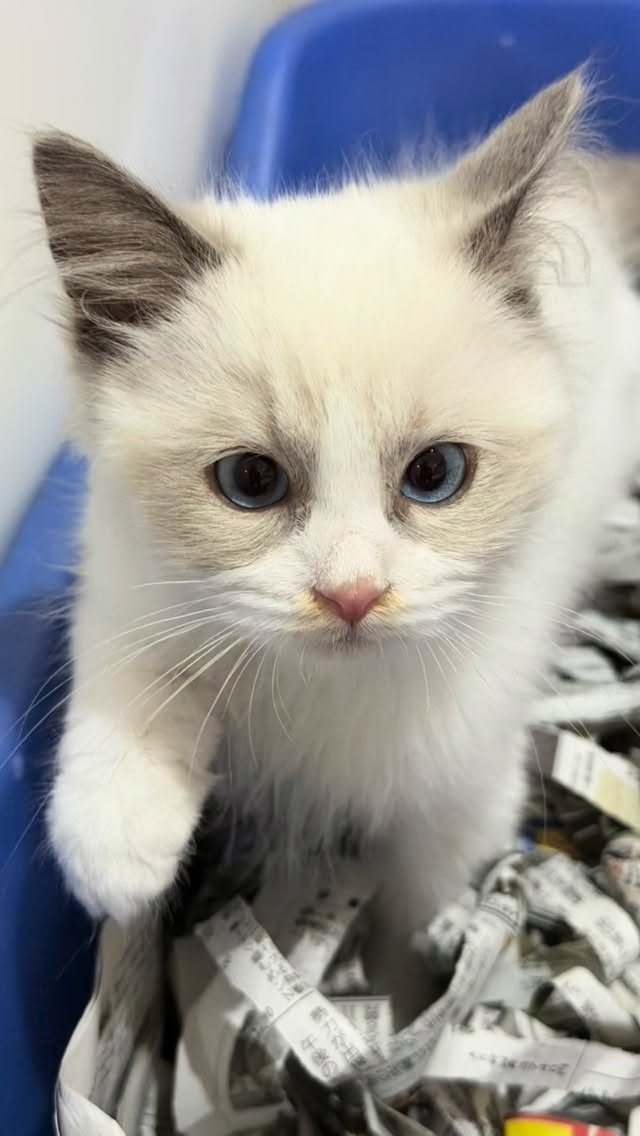 💖 ラグドールの姉弟、カフェデビューしました 💖