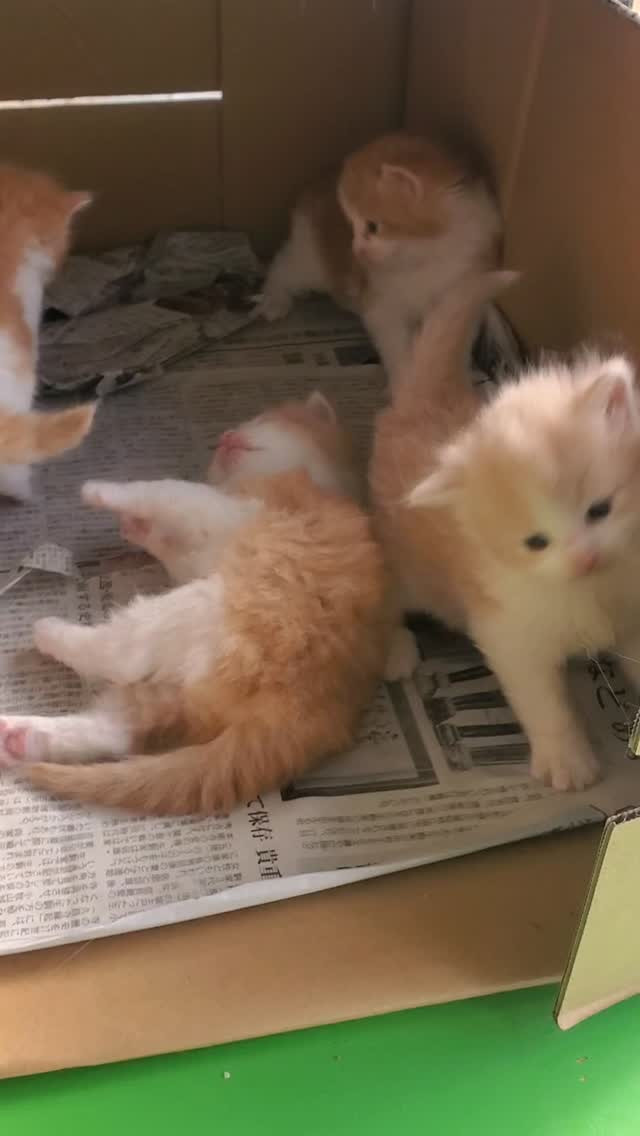 カフェにいた、ノルウェージャンフォレストキャットのルルちゃん...