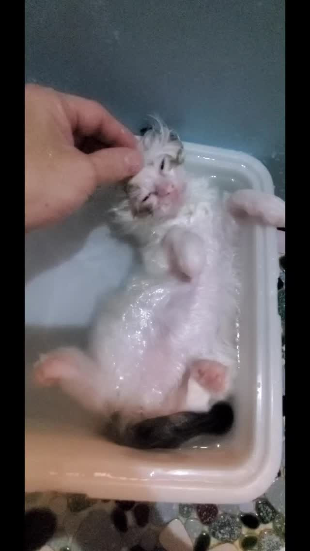 🛁🐱 子猫の洗い方 🐱🛁