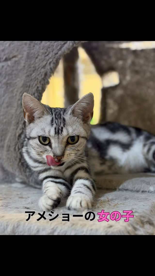 ⭐️3匹の女の子たちがカフェデビューしました⭐️