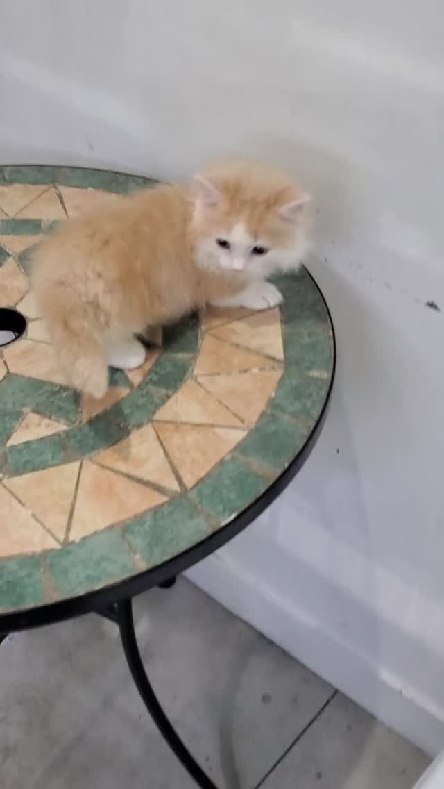 ✨ぴょこぴょこ歩く短いあんよがたまらない…