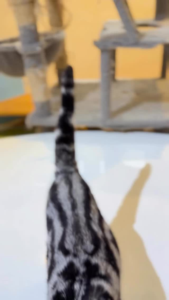 アメリカンショートヘアの「カトリーヌちゃん」と