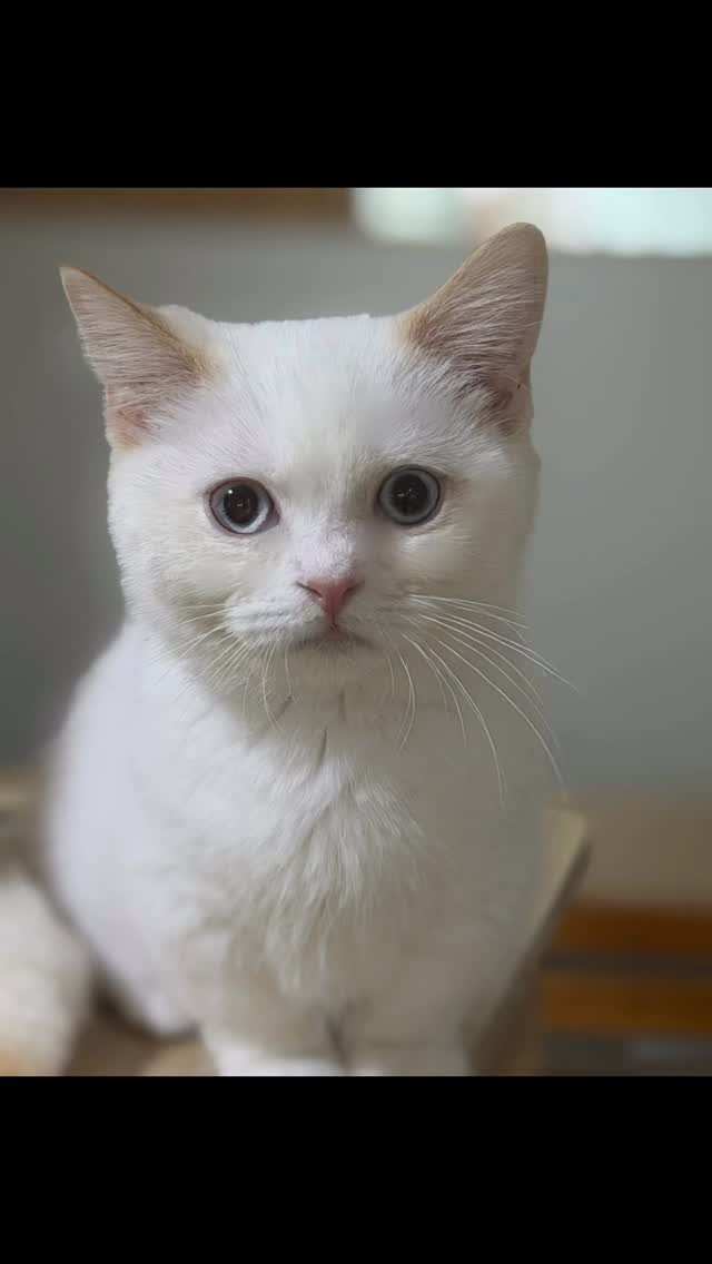 マンチカンの 「しわすくん 」がカフェに戻ってきました😆
