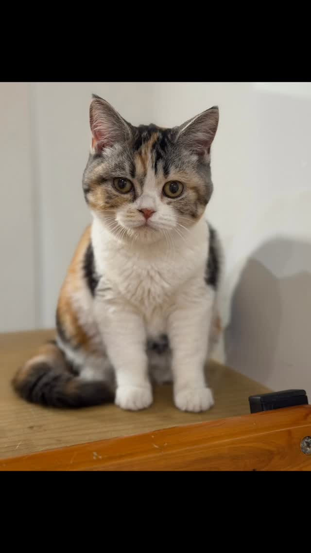 お客様のリクエストにお応えして、