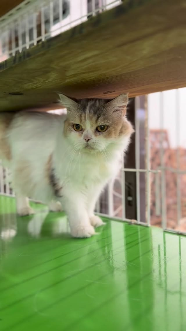 🐱譲渡猫ちゃんのお知らせ🐱