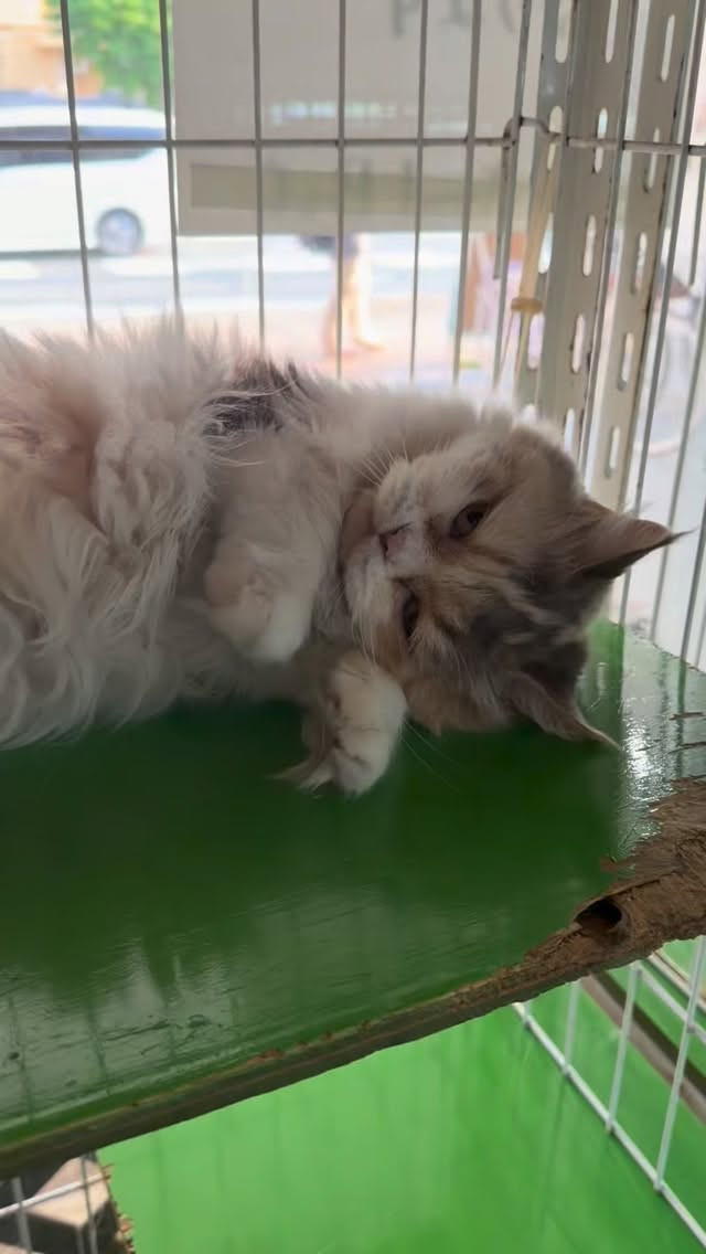 スコティッシュフォールドの女の子「あずちゃん」が、ずっとのご...