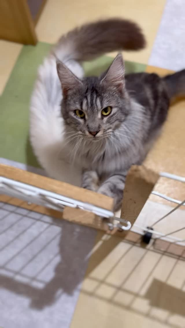 個性豊かな猫スタッフたちが、今日ものんびり皆さまをお出迎えし...