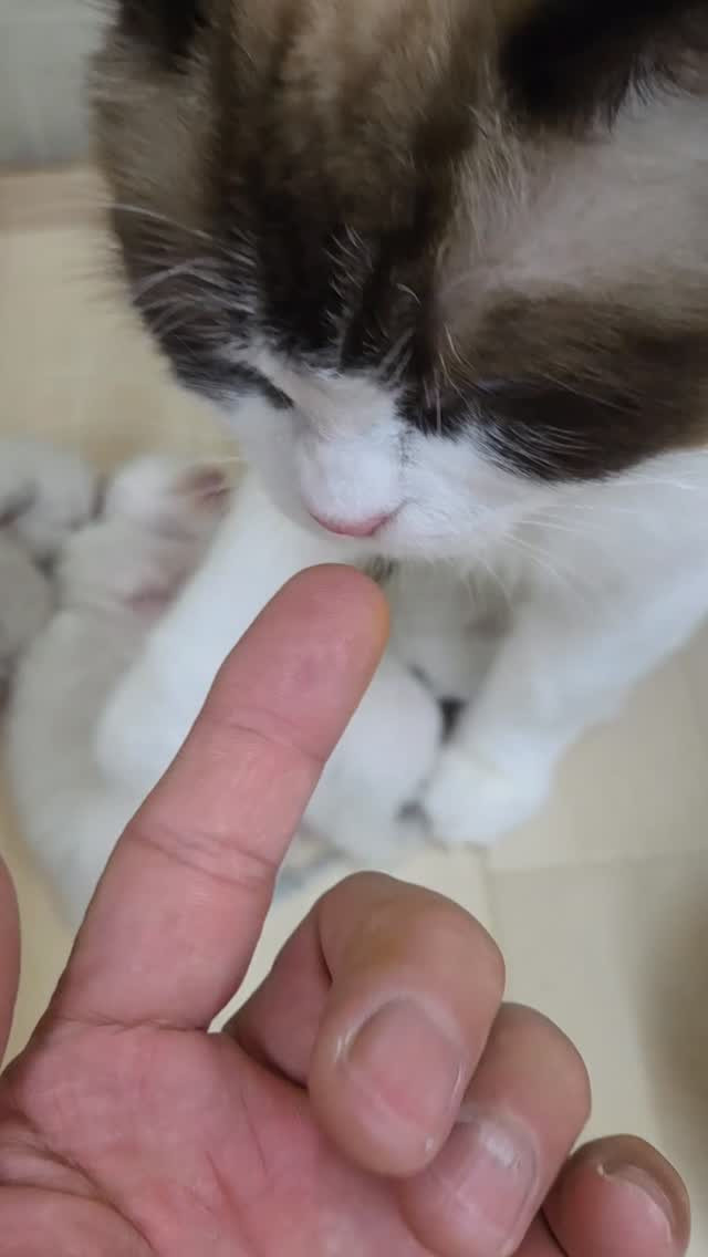 【マリーちゃん、ママになりました🐾🍼】