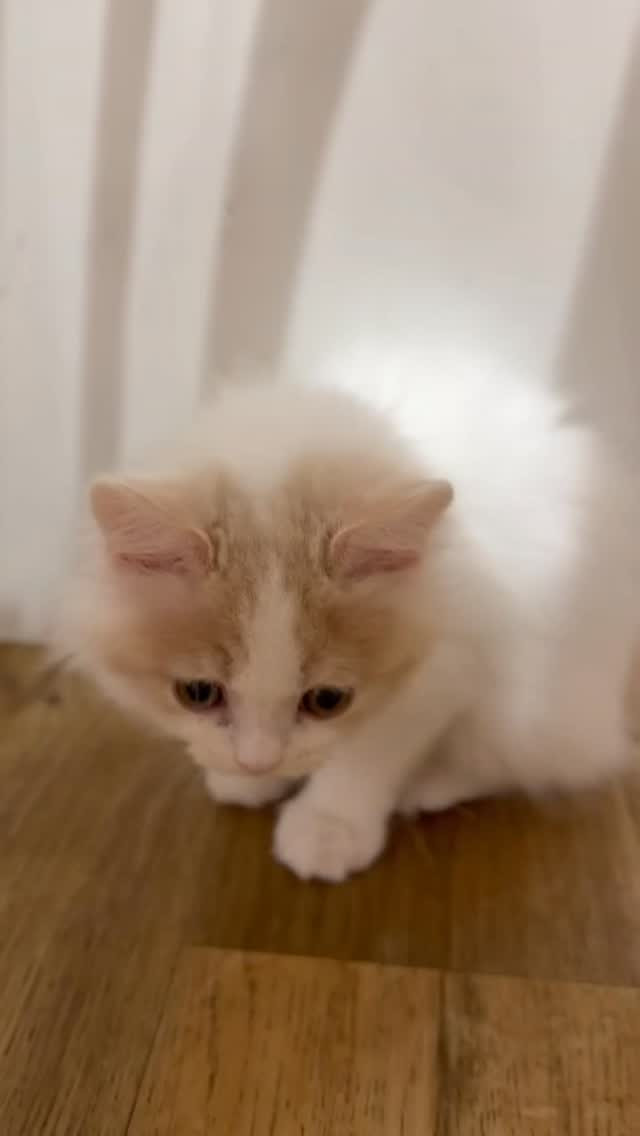 🤍クロミちゃんカフェデビュー🤍