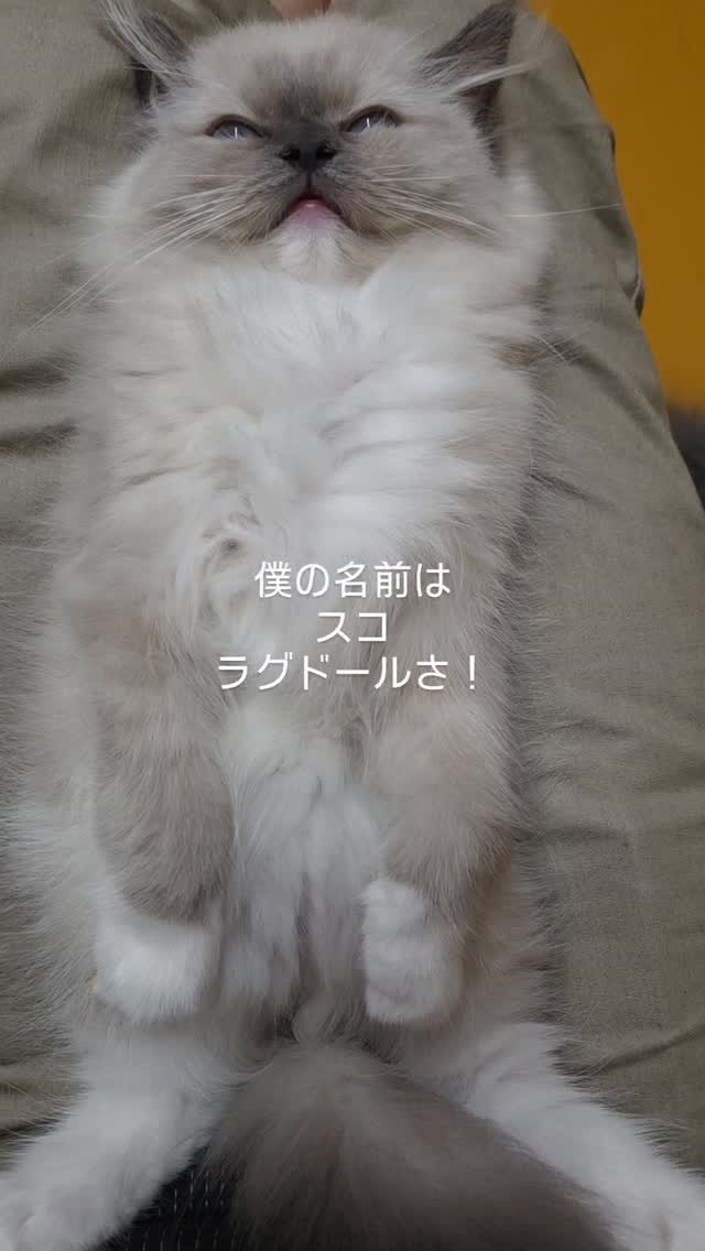 「あなたは、トトロなの！？」