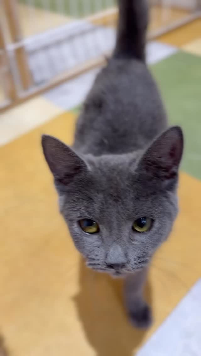 💙✨ ロシアンブルーのアドちゃん、本日よりカフェデビュー ✨...
