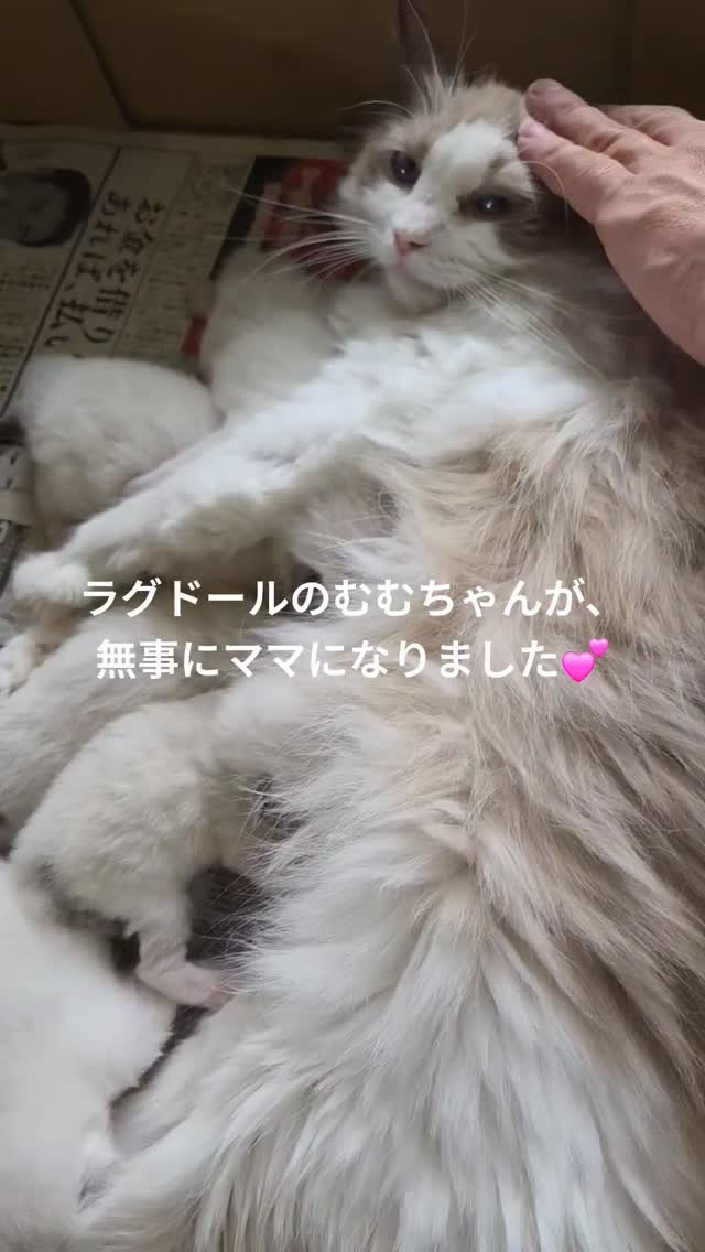 いつも穏やかで優しいむむちゃん。