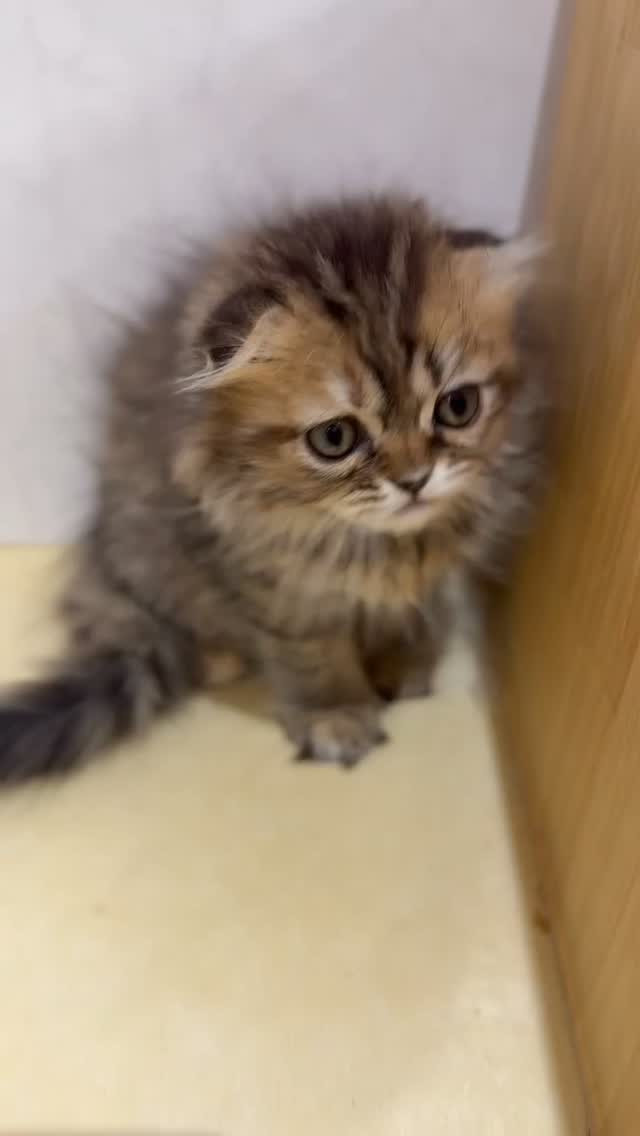 🎉✨スコティッシュフォールドのつむぎちゃんが、ついにカフェデ...