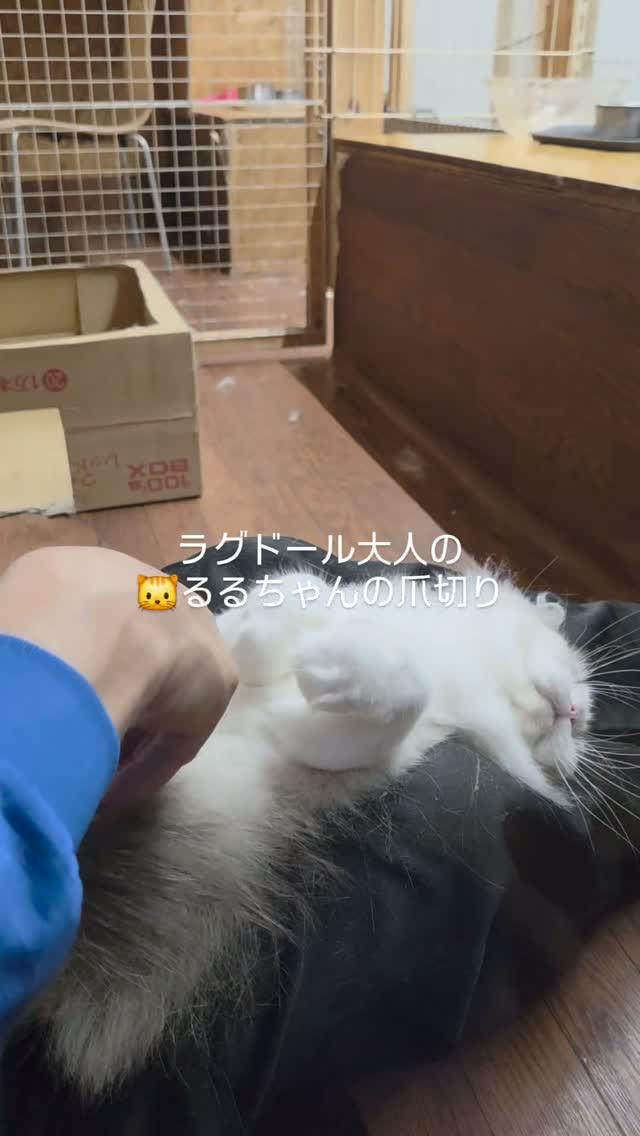 🐾毎朝の猫ちゃんメンテナンス☀️
