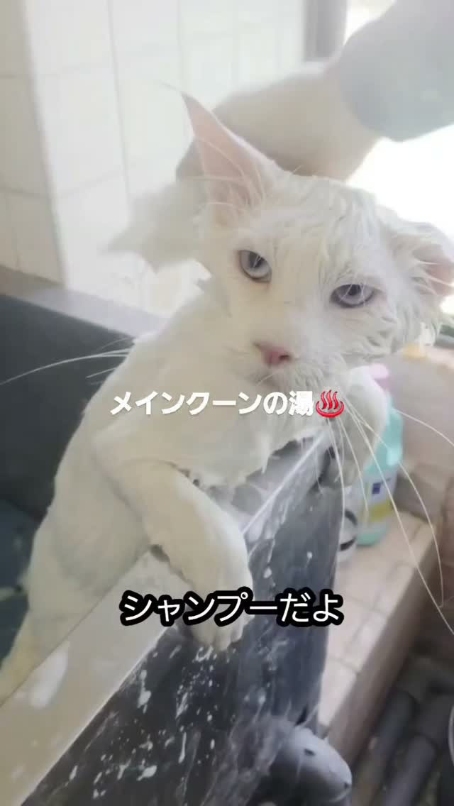 🛁🦁 今日はメインクーンの男の子「キラヤマト」のシャンプーD...