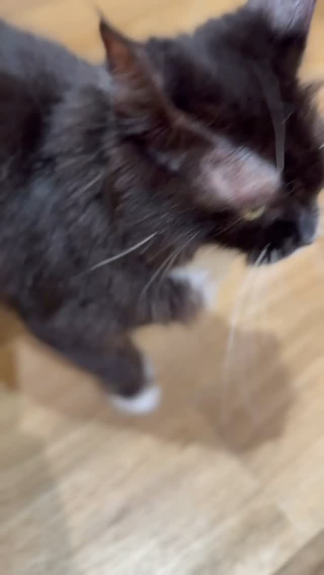 サイベリアンのドリームが猫カフェデビューしました🐾✨