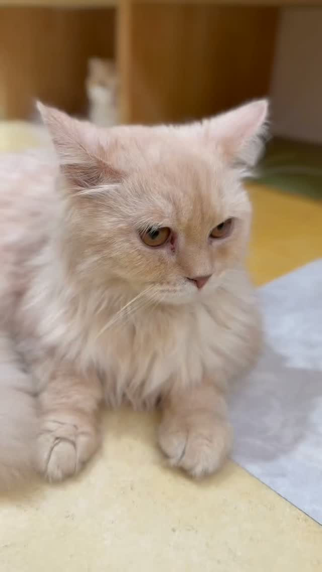 🐾✨ スコティッシュフォールドの「モフくん」、新しい家族を募...