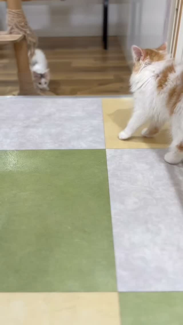 🌲🐾 カフェデビュー！🐾🌲