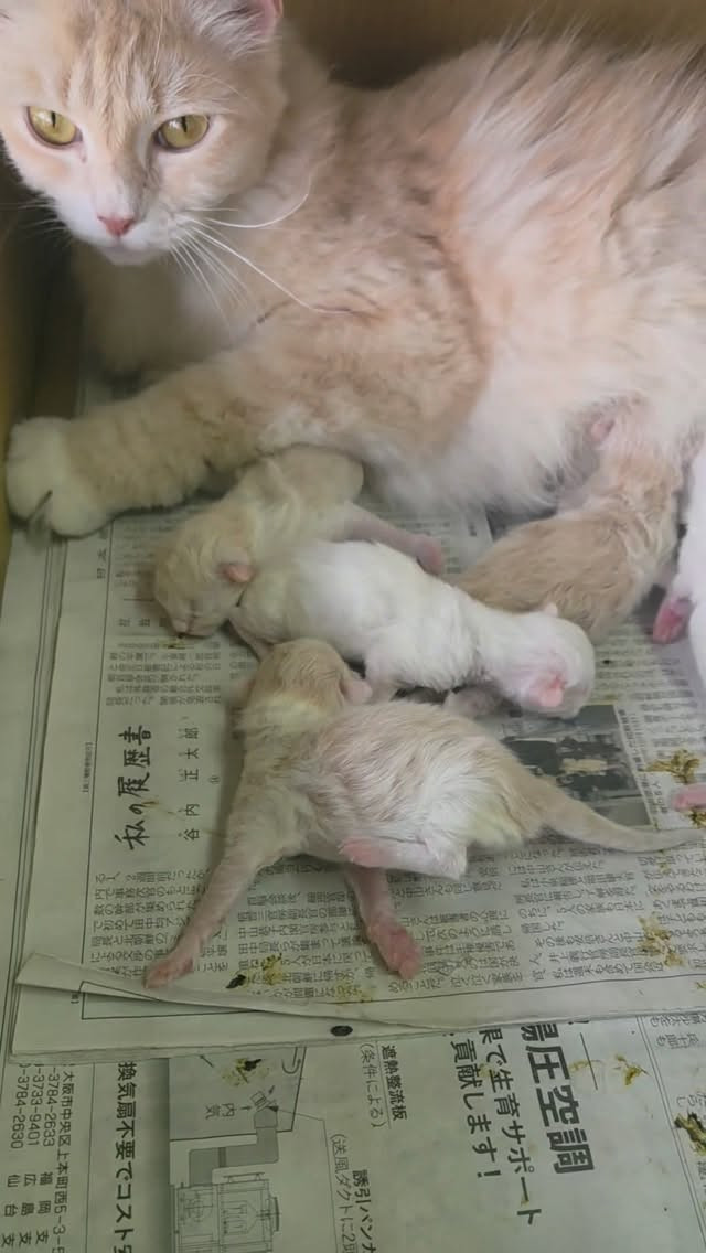 🎉デボラちゃん、おめでとう💐🐾