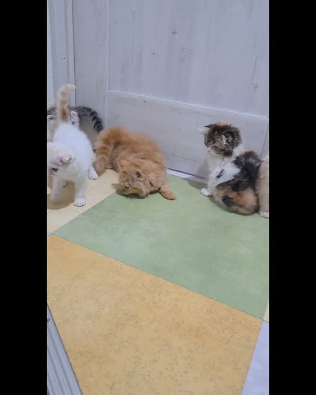 🐾💕 スコティッシュフォールドのやんちゃ兄弟、猫カフェデビュ...