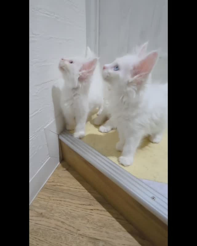 ❄️💙雪のように真っ白なメインクーン💙❄️