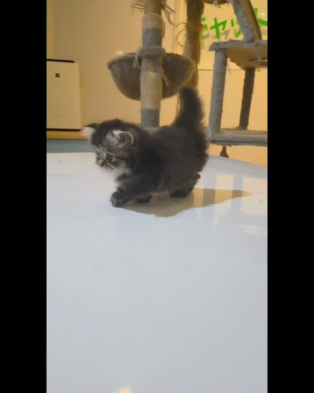 🐾✨とっても可愛い男の子が誕生しました✨🐾