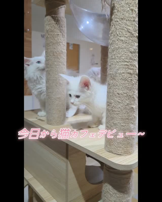 🤍🐾 本日、猫カフェデビューします！ 🐾🤍
