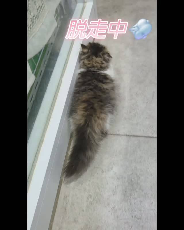 🎃🐾 ハロウィンイベント開催中 🐾🎃