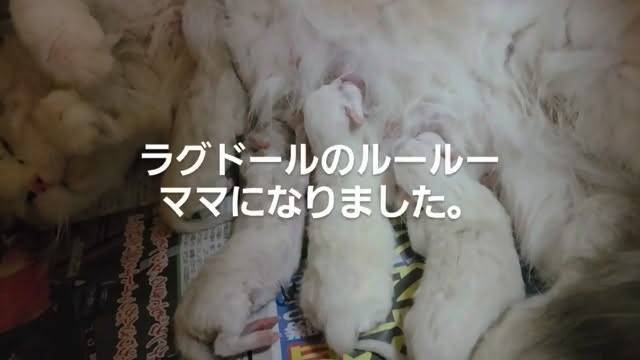 いつも穏やかでマイペースなルールーちゃん。