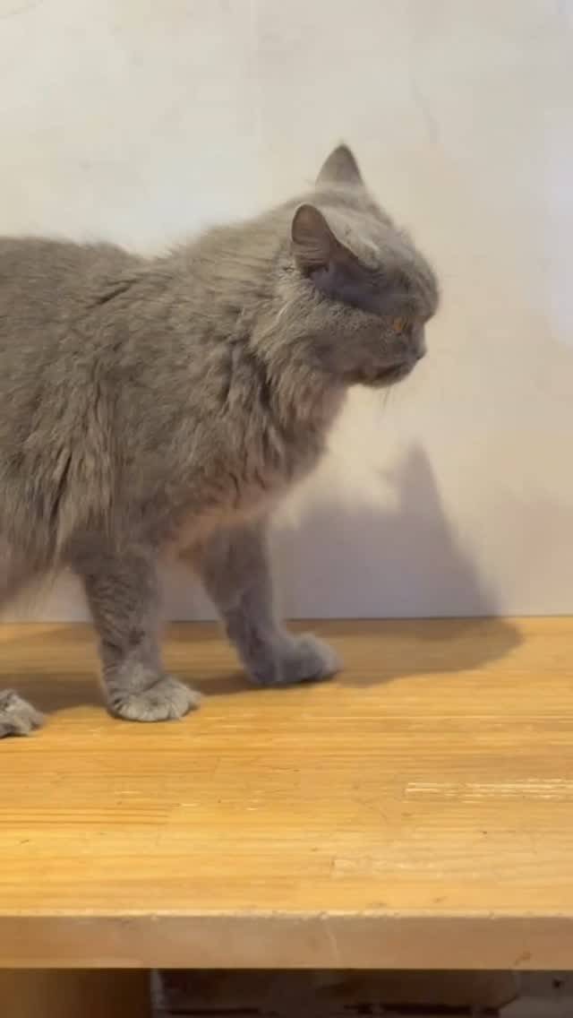 🐱💕シギュンちゃん、猫カフェに帰ってきました💕