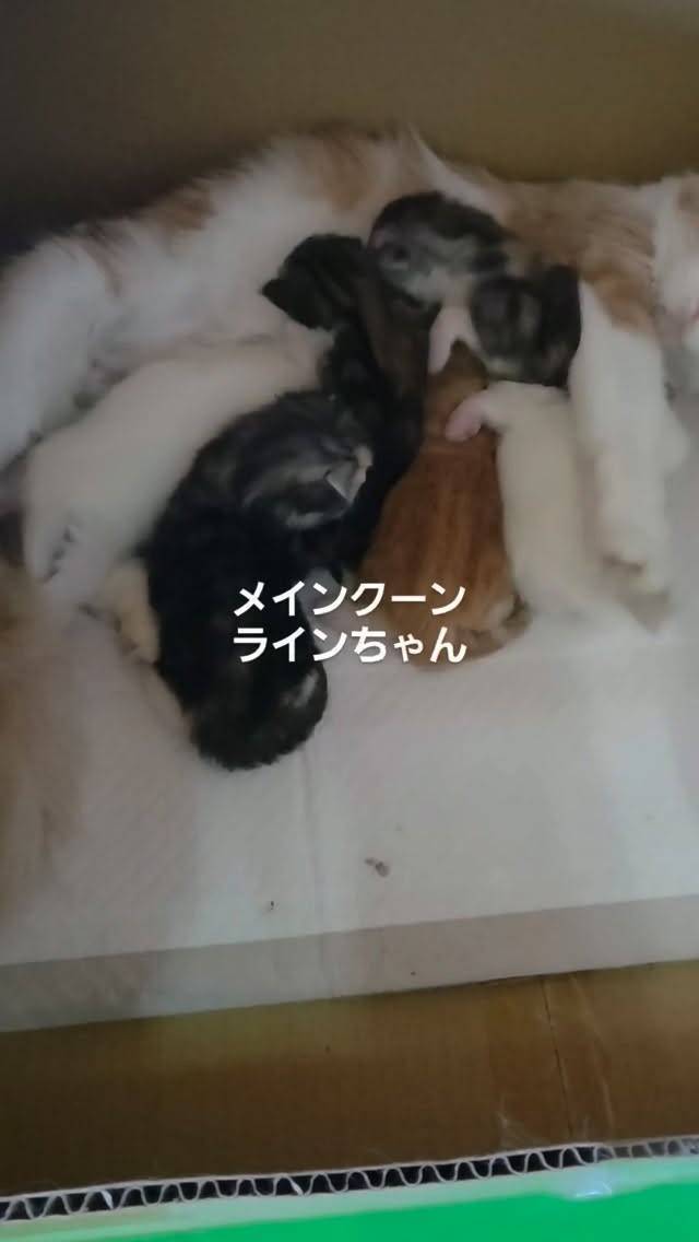 🐾メインクーンのラインちゃん、子育て頑張ってます🐱