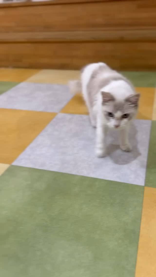 🐾💕アンコちゃん、おかえりなさい💕